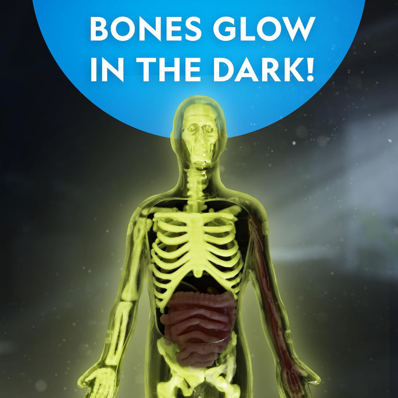National Geographic Glow-in-the-Dark Human Body