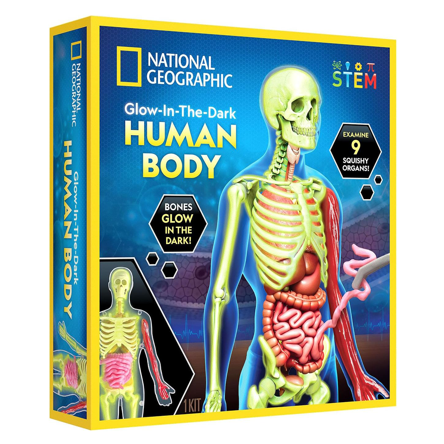 National Geographic Glow-in-the-Dark Human Body