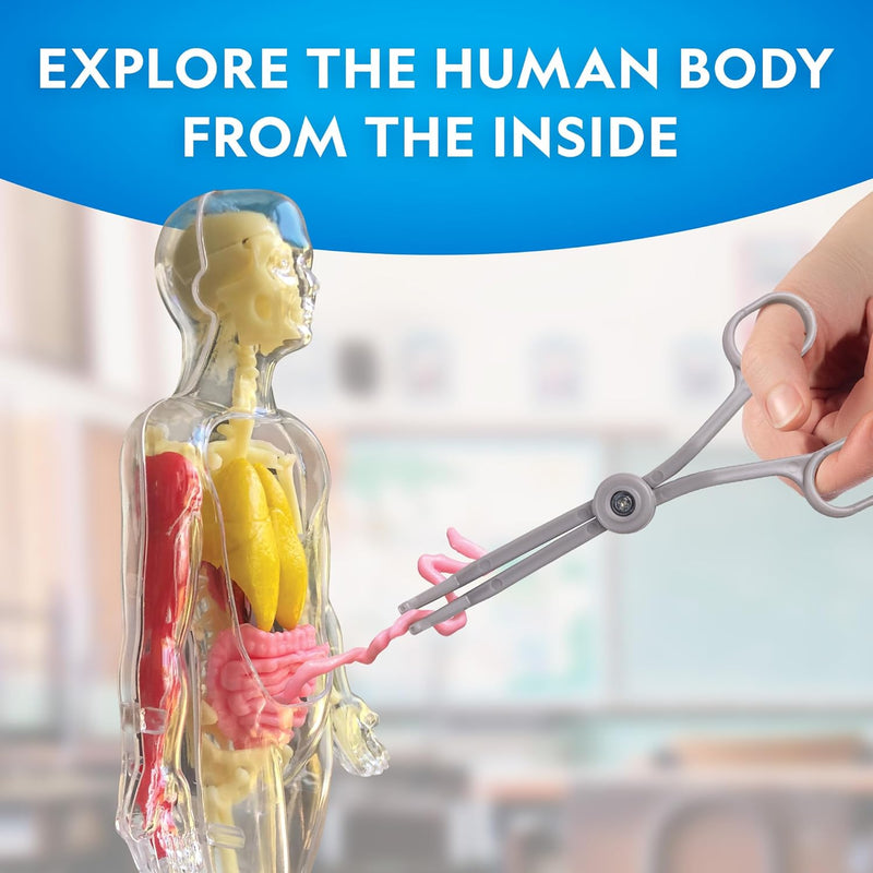 National Geographic Glow-in-the-Dark Human Body